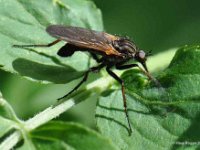 Langbeinfliege (Dolichopodidae)
